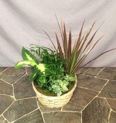 Medium Basket Planter from Lewis Florist in Grayslake, IL 