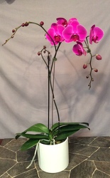Single stem Purple Phalaenopsis Orchid from Lewis Florist in Grayslake, IL 