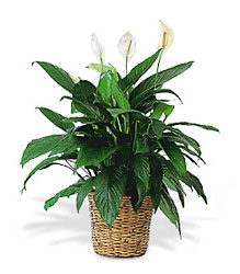 Large Spathiphyllum Plant from Lewis Florist in Grayslake, IL 