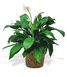 Medium Spathiphyllum Plant from Lewis Florist in Grayslake, IL 