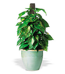 Vertical Pothos on Pole from Lewis Florist in Grayslake, IL 