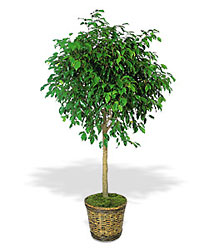 Ficus Tree from Lewis Florist in Grayslake, IL 