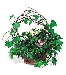Kalanchoe and Ivy Basket from Lewis Florist in Grayslake, IL 