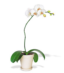 White Phalaenopsis Orchid from Lewis Florist in Grayslake, IL 