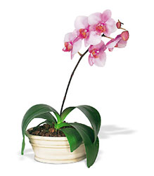 Lavender Phalaenopsis Orchid from Lewis Florist in Grayslake, IL 