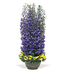 Delphinium Dreams  from Lewis Florist in Grayslake, IL 