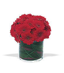 Red Gerbera Roundup from Lewis Florist in Grayslake, IL 