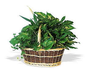 Green Planter Basket from Lewis Florist in Grayslake, IL 