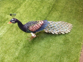 Peacock Roamer from Lewis Florist in Grayslake, IL 