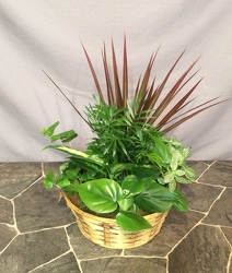 Small Basket Planter from Lewis Florist in Grayslake, IL 