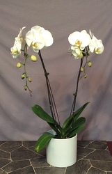 Double stem white Phalaenopsis Orchid from Lewis Florist in Grayslake, IL 