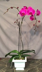 Single Stem Purple Phalaenopsis Orchid from Lewis Florist in Grayslake, IL 