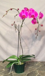 Single stem purple Phalaenopsis orchid from Lewis Florist in Grayslake, IL 