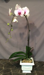 Single stem purple throat Phalaenopsis Orchid from Lewis Florist in Grayslake, IL 