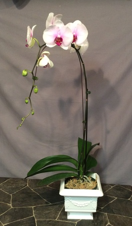 Single stem purple throat Phalaenopsis Orchid