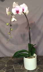 Single stem purple throat Phalaenopsis  from Lewis Florist in Grayslake, IL 