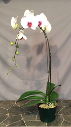 Purple throat Phalaenopsis Orchid from Lewis Florist in Grayslake, IL 