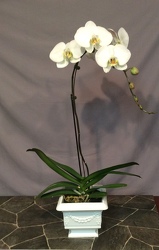 White single stem Phalaenopsis Orchid from Lewis Florist in Grayslake, IL 