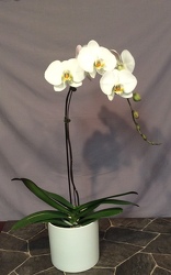 White Phalaenopsis Plant from Lewis Florist in Grayslake, IL 