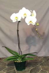 Single stem White Phalaenopsis plant from Lewis Florist in Grayslake, IL 