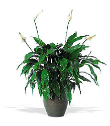 Spathiphyllum Plant from Lewis Florist in Grayslake, IL 