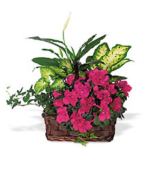 Azalea Attraction Garden Basket from Lewis Florist in Grayslake, IL 