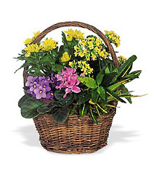  European Basket from Lewis Florist in Grayslake, IL 