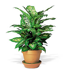 Dieffenbachia from Lewis Florist in Grayslake, IL 