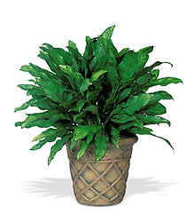Aglaonema from Lewis Florist in Grayslake, IL 