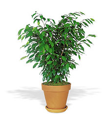 Ficus Bush from Lewis Florist in Grayslake, IL 