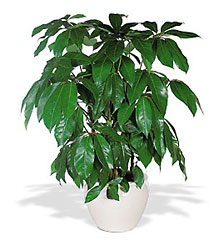 Schefflera from Lewis Florist in Grayslake, IL 