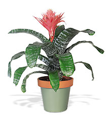 Tropical Bromeliad from Lewis Florist in Grayslake, IL 