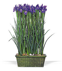 Iris Garden from Lewis Florist in Grayslake, IL 