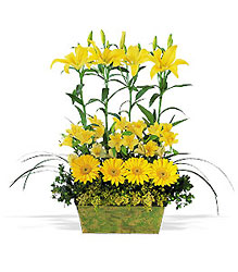 Yellow Sophistication from Lewis Florist in Grayslake, IL 