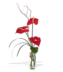 The Simplicty of Anthuriums from Lewis Florist in Grayslake, IL 