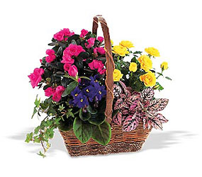 Blooming Garden Basket from Lewis Florist in Grayslake, IL 