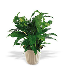 Spathiphyllum Plant from Lewis Florist in Grayslake, IL 