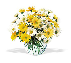 Dashing Daisies from Lewis Florist in Grayslake, IL 